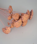 A cluster of dried decorative flowers with textured, cork-like peach-pink buds on long pale pink stems, photographed on a plain light gray background.