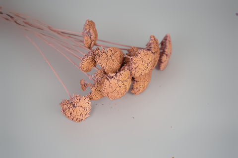 A cluster of dried decorative flowers with textured, cork-like peach-pink buds on long pale pink stems, photographed on a plain light gray background.