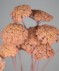 A close-up of dried ornamental plant stems with clustered, textured brown-orange flower heads on pale pinkish stems against a smooth light gray background.