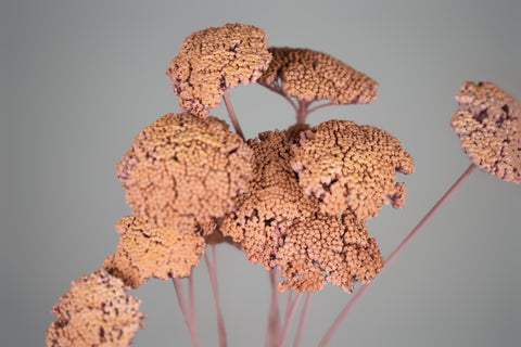 A close-up of dried ornamental plant stems with clustered, textured brown-orange flower heads on pale pinkish stems against a smooth light gray background.