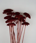 A bouquet of dried red decorative flowers with textured, fan-shaped blooms and long reddish stems, arranged against a plain light gray background.