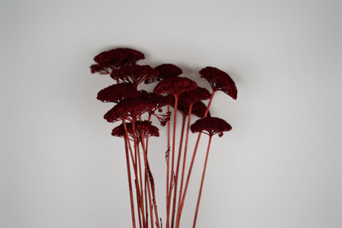 A bouquet of dried red decorative flowers with textured, fan-shaped blooms and long reddish stems, arranged against a plain light gray background.