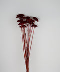 A bouquet of dried burgundy red flowers with long reddish-brown stems, arranged against a plain light gray background.