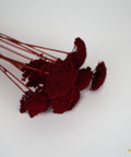 Deep red dried decorative flowers with textured round blooms and long thin stems, arranged on a plain white background.