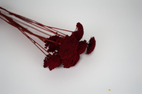 Deep red dried decorative flowers with textured round blooms and long thin stems, arranged on a plain white background.