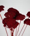 A cluster of dried red flowers with textured, umbrella-like blooms on slender stems, photographed against a plain light gray background.