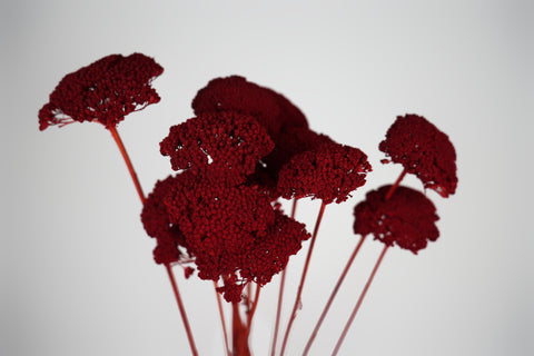 A cluster of dried red flowers with textured, umbrella-like blooms on slender stems, photographed against a plain light gray background.