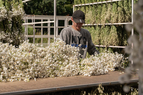 House of Dried & Preserved Flowers