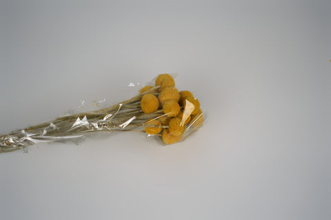 Craspedia