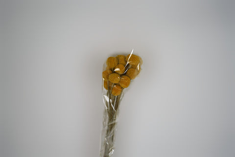 Craspedia