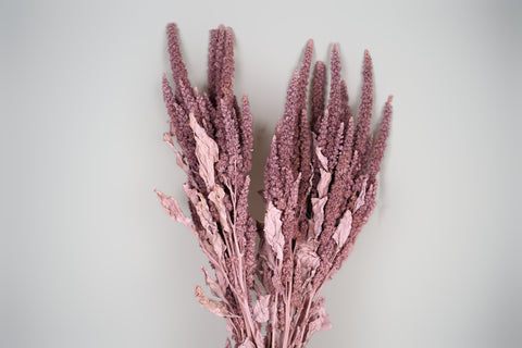 Amaranthus 