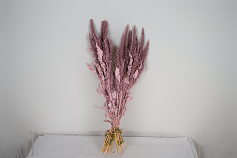Amaranthus 