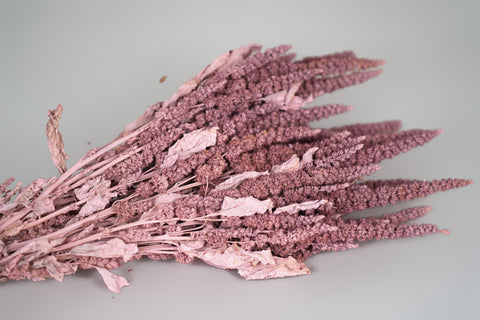 Amaranthus 