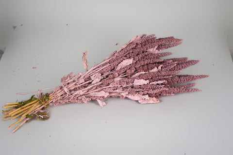 Amaranthus 