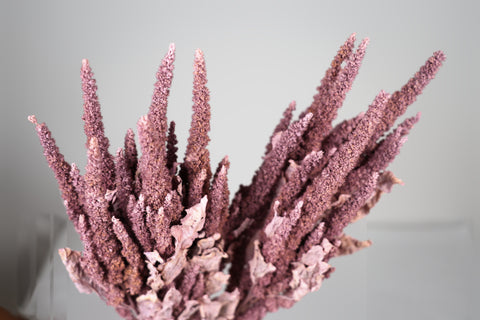 Amaranthus 