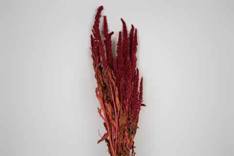 Amaranthus 