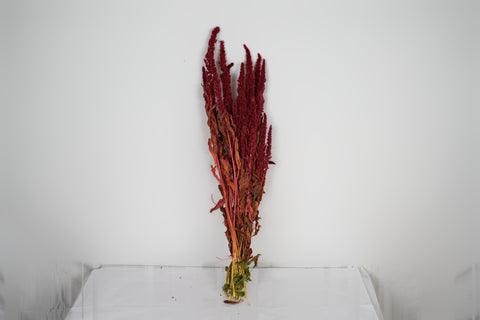 Amaranthus 