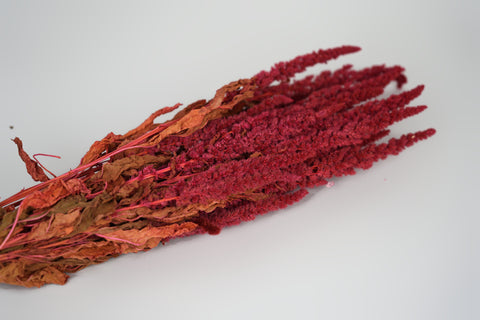Amaranthus 