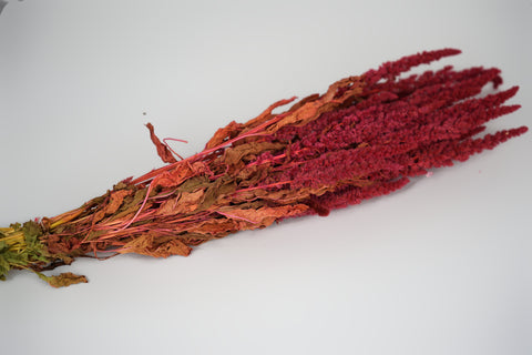 Amaranthus 