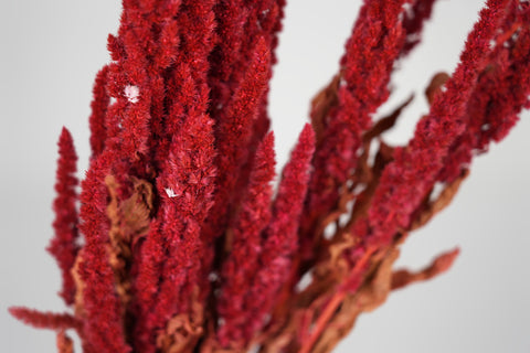 Amaranthus 
