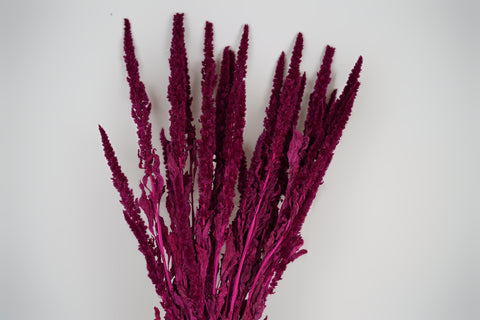 Amaranthus 