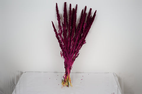 Amaranthus 