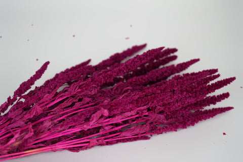 Amaranthus 