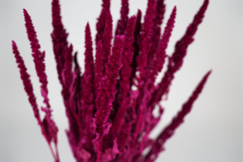 Amaranthus 