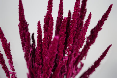 Amaranthus 