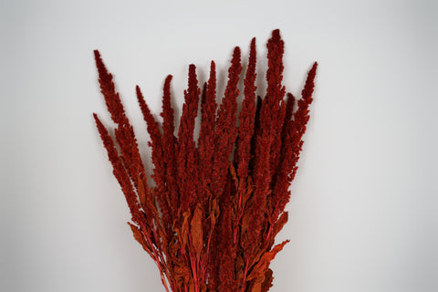 Amaranthus 