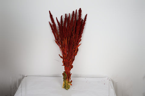 Amaranthus 