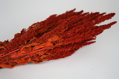 Amaranthus 