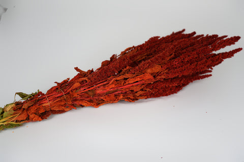 Amaranthus 