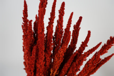 Amaranthus 