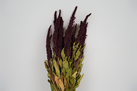 Amaranthus 