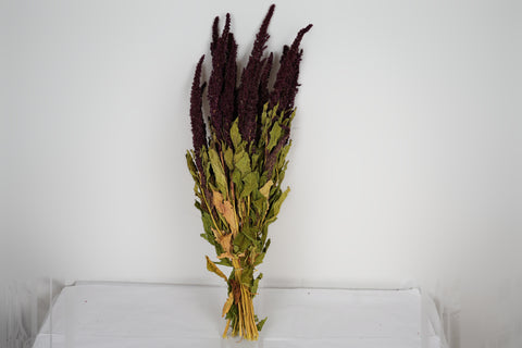 Amaranthus 