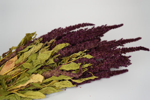 Amaranthus 