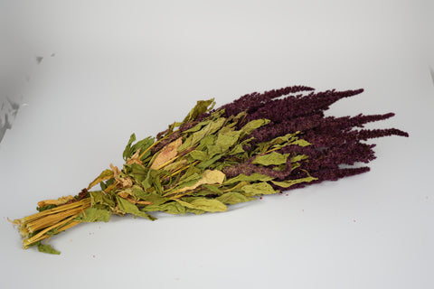 Amaranthus 