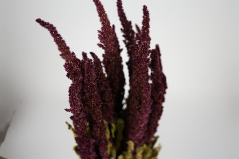 Amaranthus 