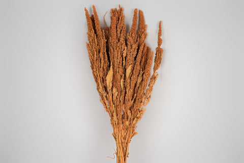 Amaranthus 