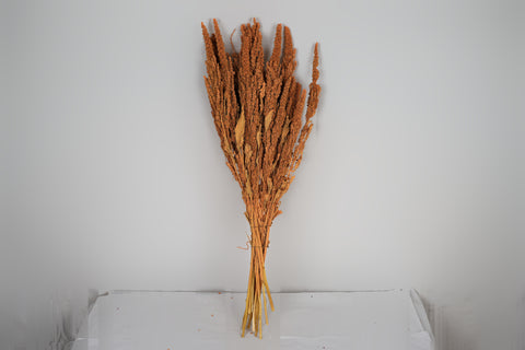 Amaranthus 