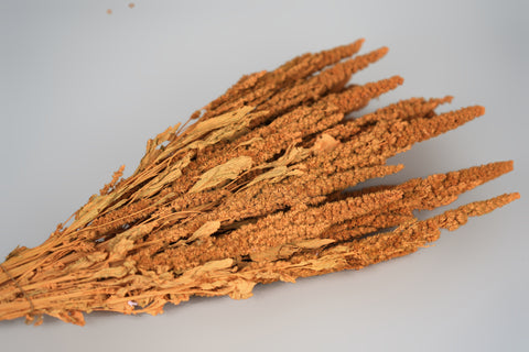 Amaranthus 