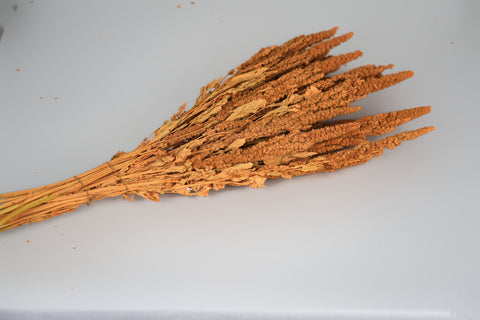 Amaranthus 