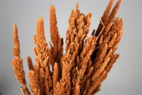Amaranthus 