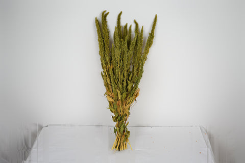 Amaranthus 