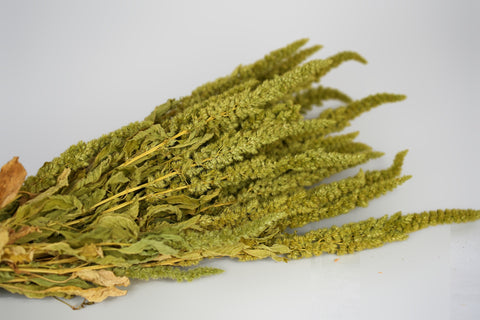 Amaranthus 
