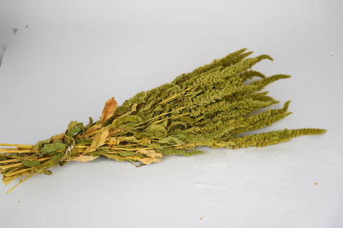 Amaranthus 