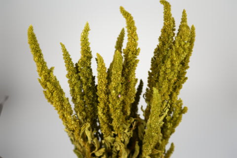Amaranthus 