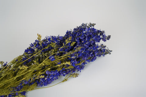 Delphinium