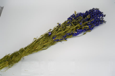 Delphinium